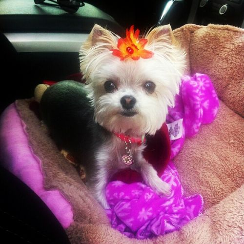 Daisy, a Morkie princess