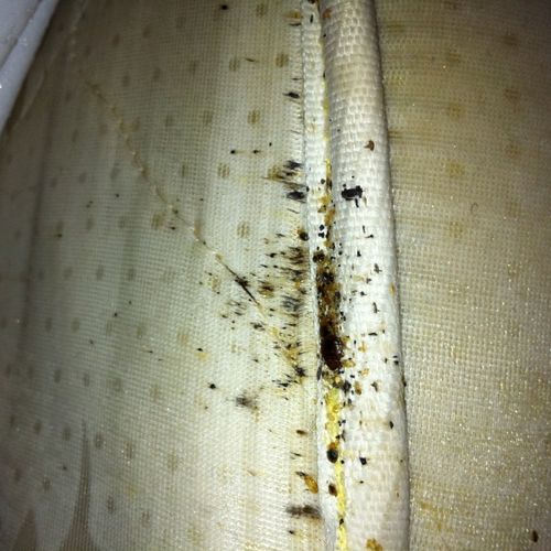 this is one of the things you look for if bedbugs 