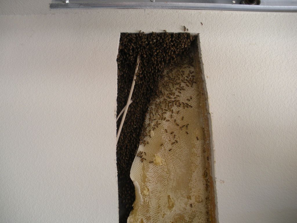 hive after most of the bees was vacuumed out.
