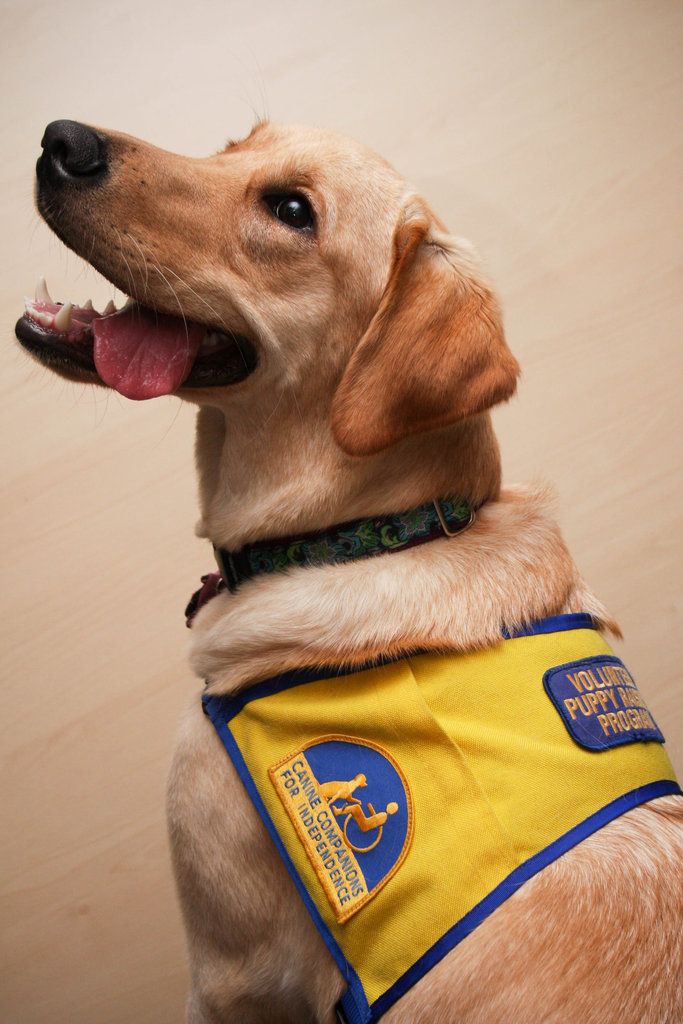 Pet photography