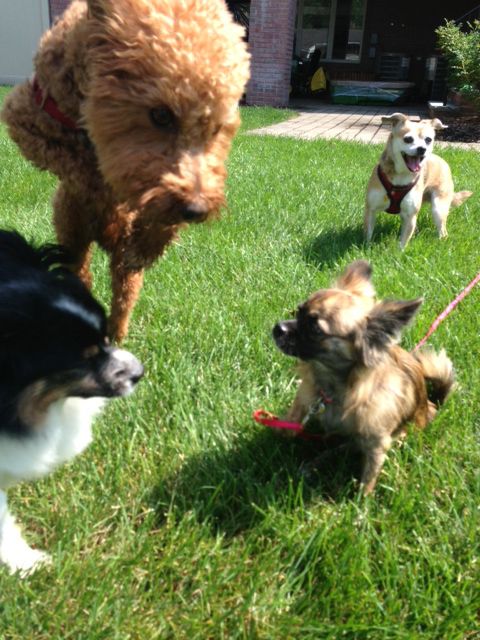 Lucky Lucy's Pets: Medford Dog Walking and Pet Sit