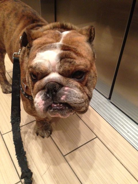 Lucky Lucy's Pets: Medford Dog Walking and Pet Sit