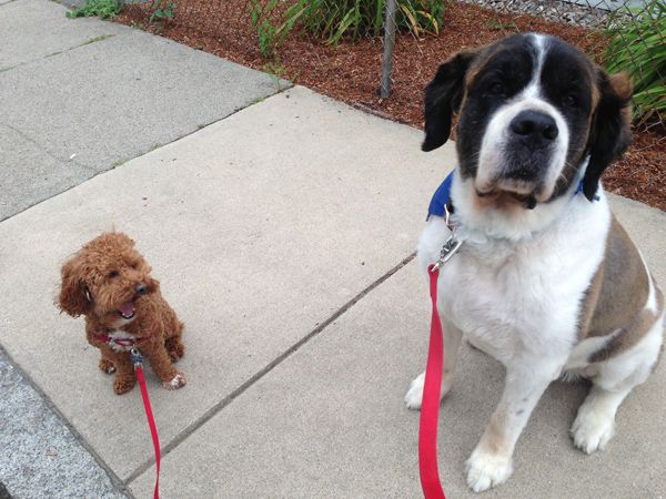 Lucky Lucy's Pets: Medford Dog Walking and Pet Sit