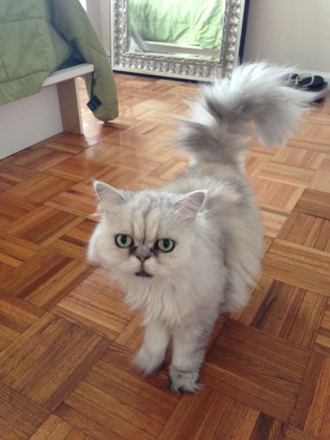 Lucky Lucy's Pets: Medford Dog Walking and Pet Sit