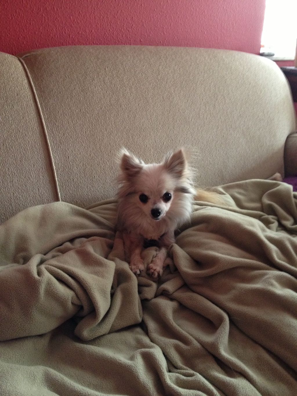 Mouse had lymphoma and was a hospice client. RIP