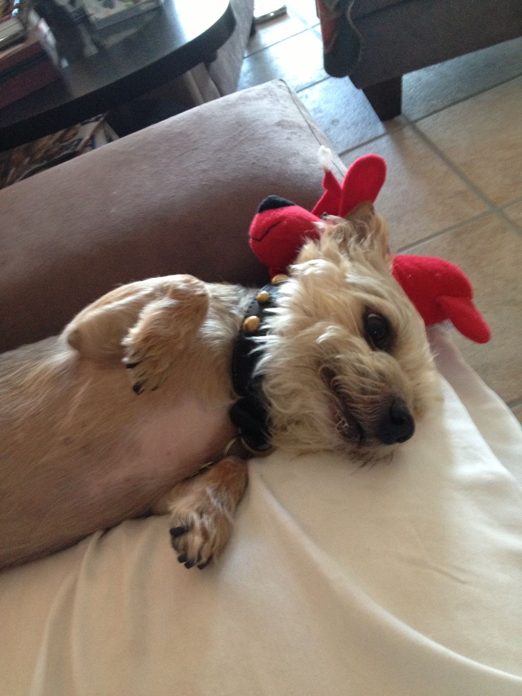 Scruffy wanting belly rubs