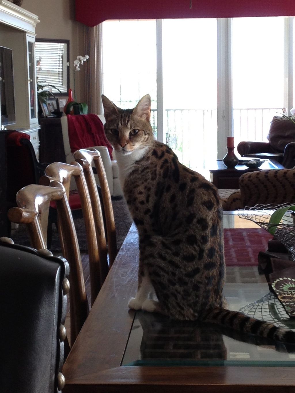 Gracie, an F1 Savannah