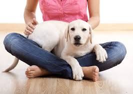 Animals are greatly responsive to reiki therapy.