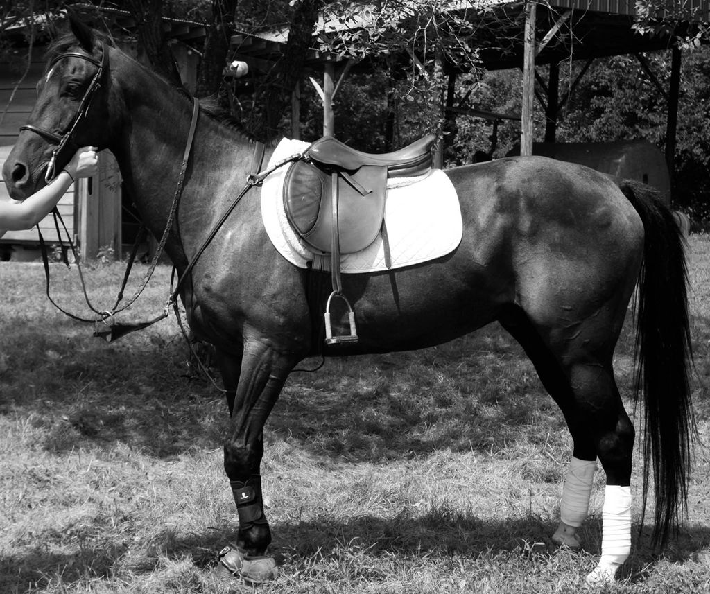 Animal/Pet Photography