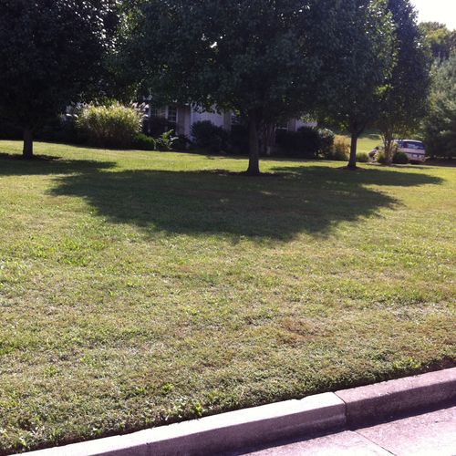 Lawn In Brentwood