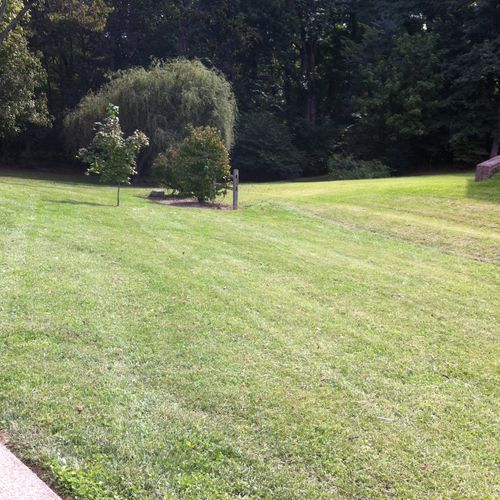 Lawn In Brentwood