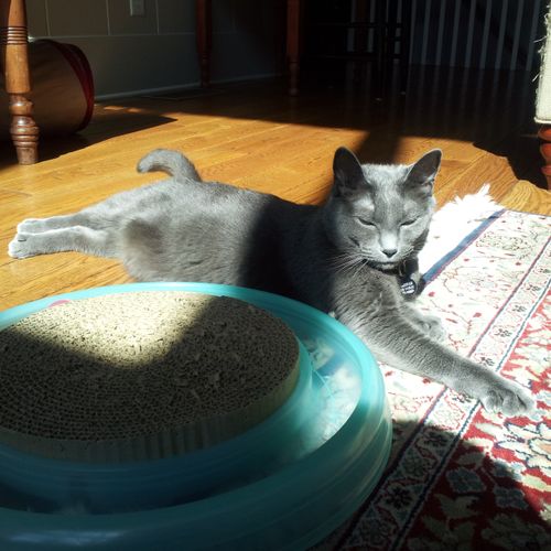 Zen Cat Mackensie (Sweetest. Kitty. Ever) - client
