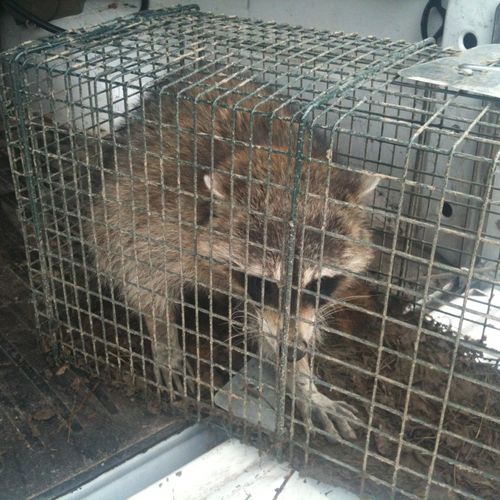 Raccoon humanely trapped from an attic and relocat