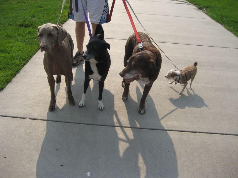 Walking Oli, Henry, Teaux and Harry