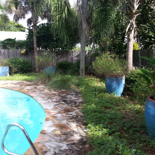 Backyard pool scape with sunshine mimosa groundcov