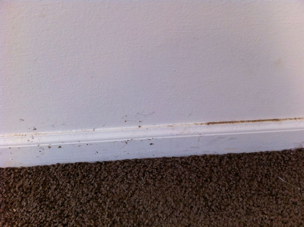 Before Celeste Cleaning