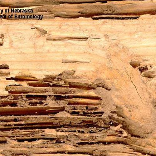 Subterrenean termite damage