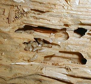 Drywood termite damage & Evidence