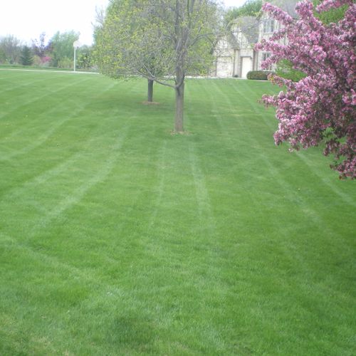 we stripe our lawns wherever possible