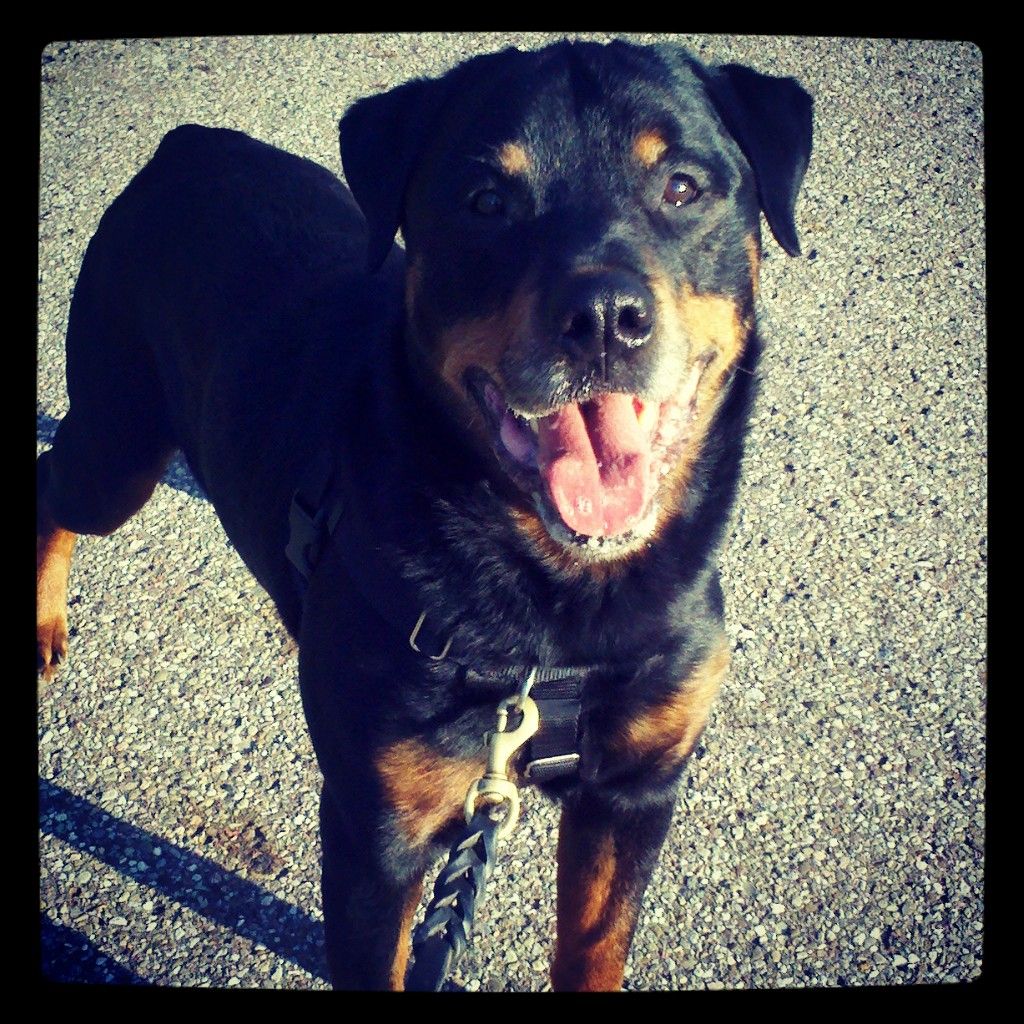 My Asher, working as a neutral dog during a lesson