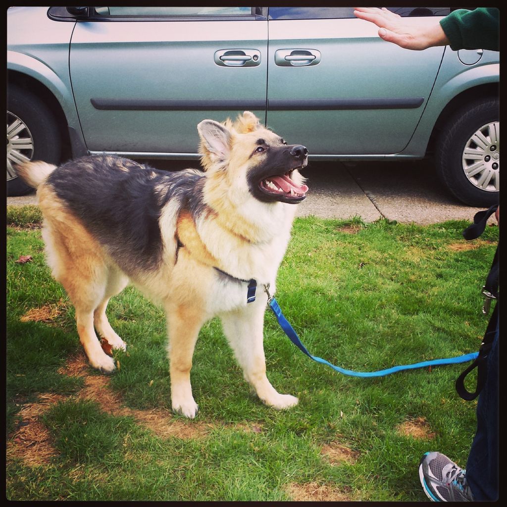 Atlas is learning to stay in his front yard.