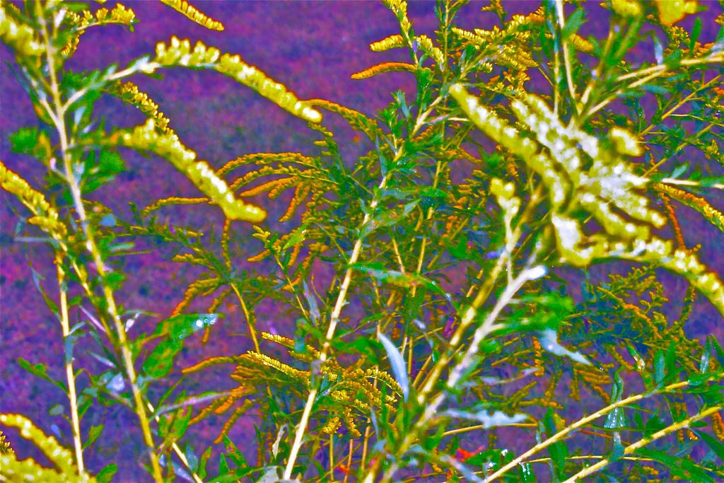 PJ Photography/Photoshop