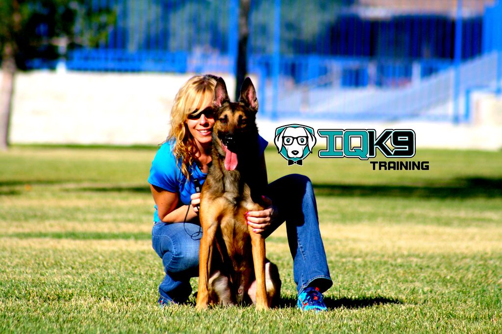 IQ K9 Training. Get a Free Consultation!