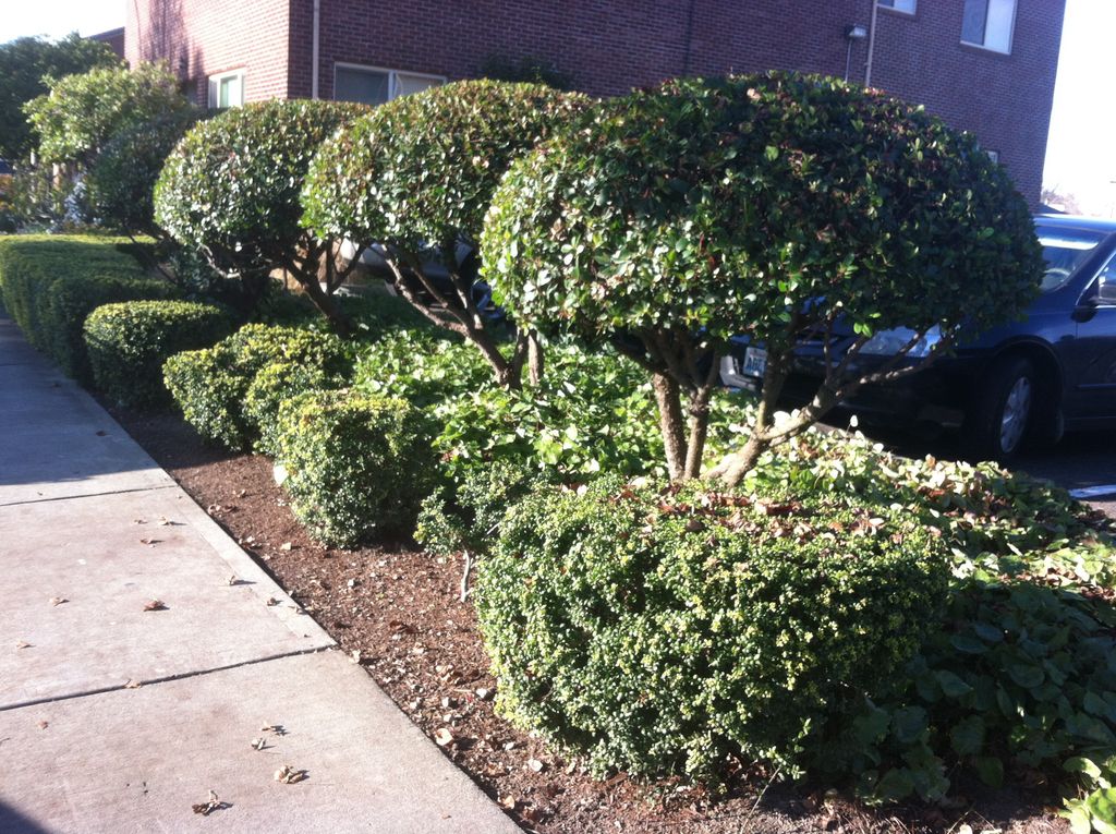 Hedge Trimming