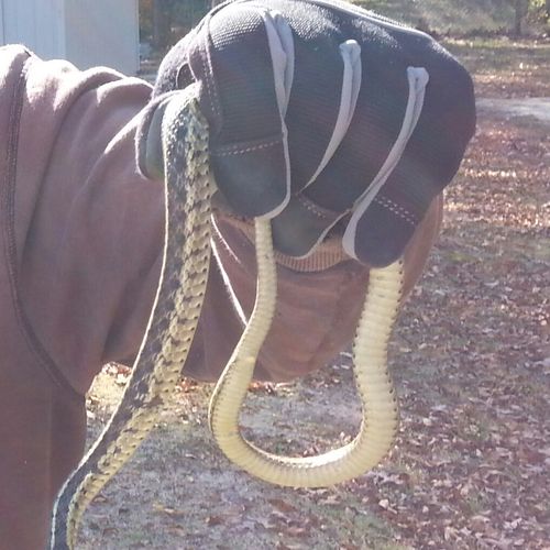 Garter Snake removed from basement entrance in Che