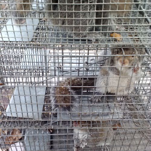 Grey Squirrels removed from attic in Glassboro
