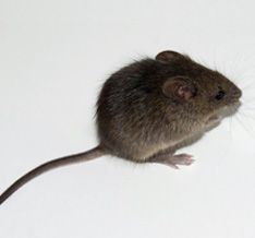 Mice  can cause serious health problems after dust