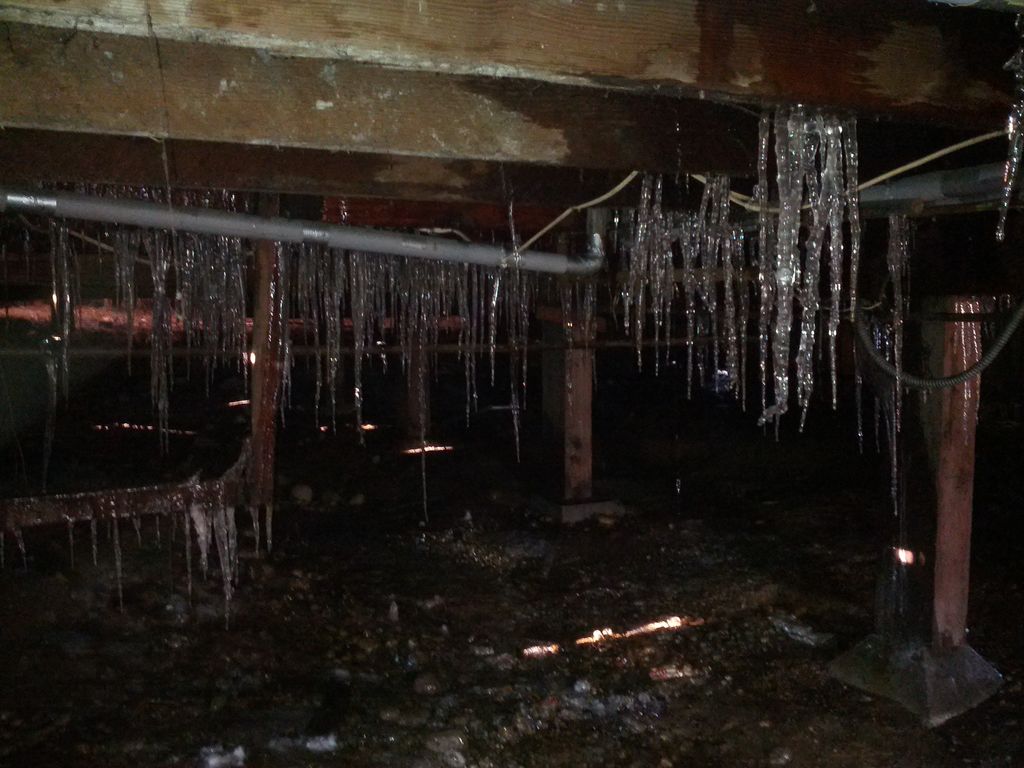 An unfortunate victim of the cold this December...