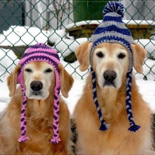 Snow Dogs...Don't you just love them?!