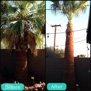 Palm Trimm And Skin Removal