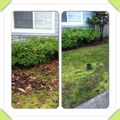 Before and after yard clean up