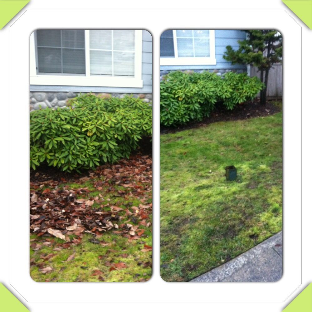 Before and after yard clean up