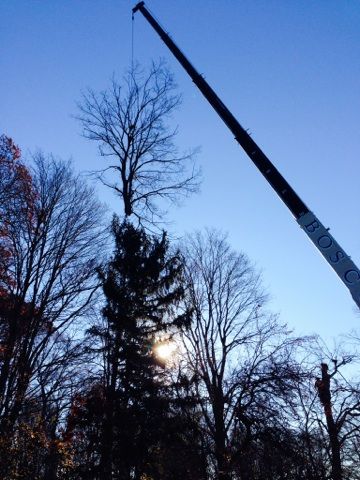 Removing trees with a crane is sometimes the safes