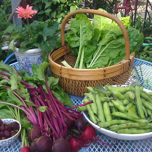 Summer Bounty: Beets, Fava Beans and Chard