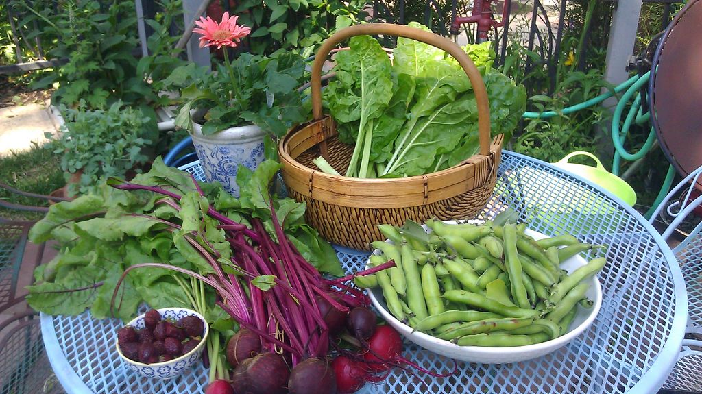 Summer Bounty: Beets, Fava Beans and Chard