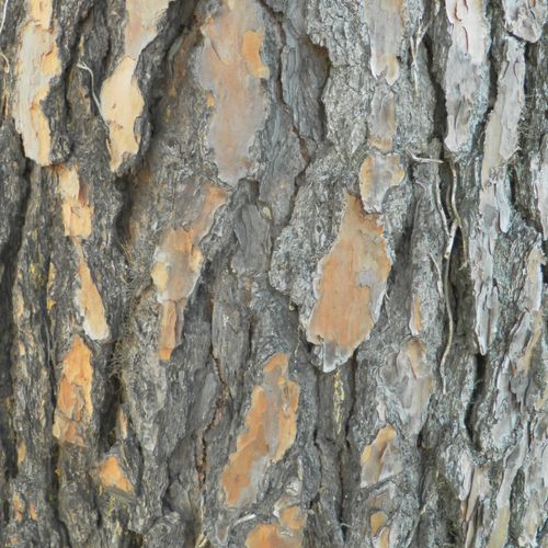 Tree Bark, Texture