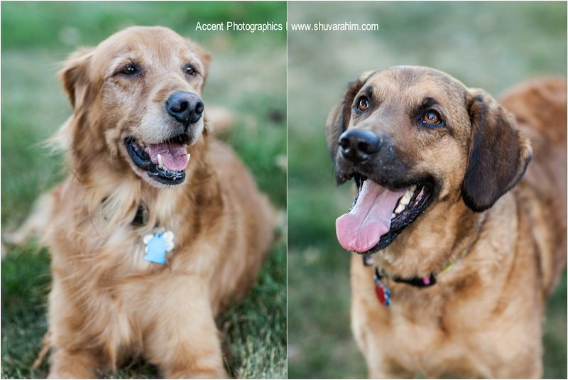 Pet photography.