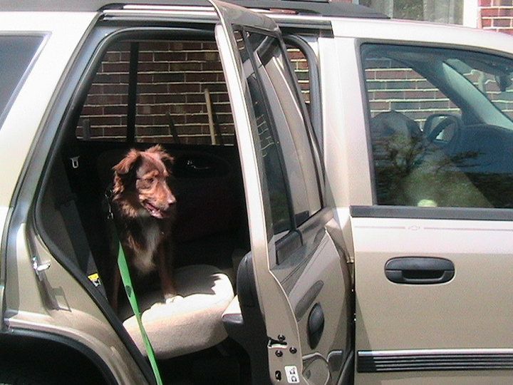 Have a dog you can take anywhere.