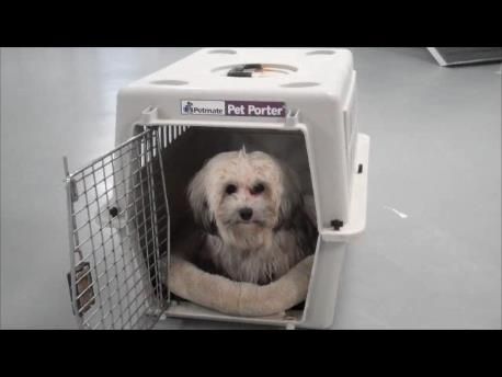 Crate training is something we do.