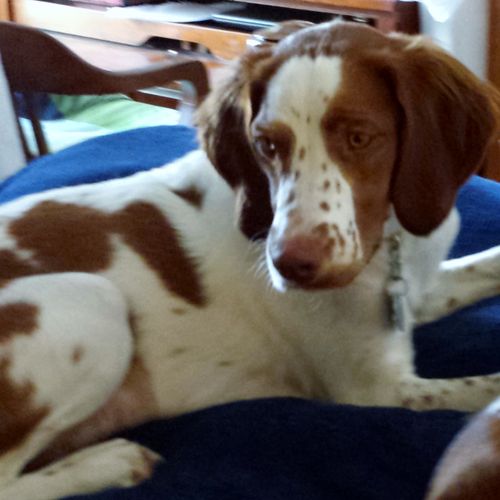 Gingersnap, a Brittany puppy, is full of energy an