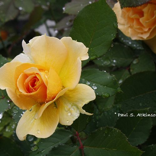 Rain on a Yellow Rose
