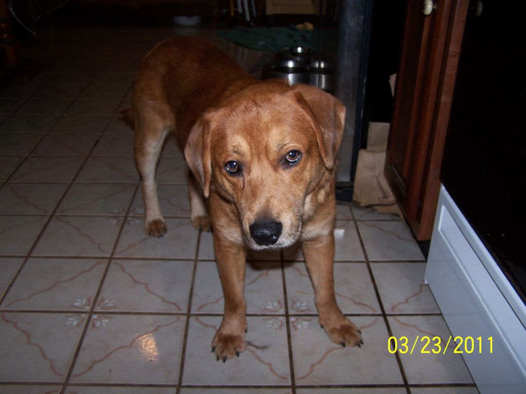 Murphy, fostered and later trained by me once he w