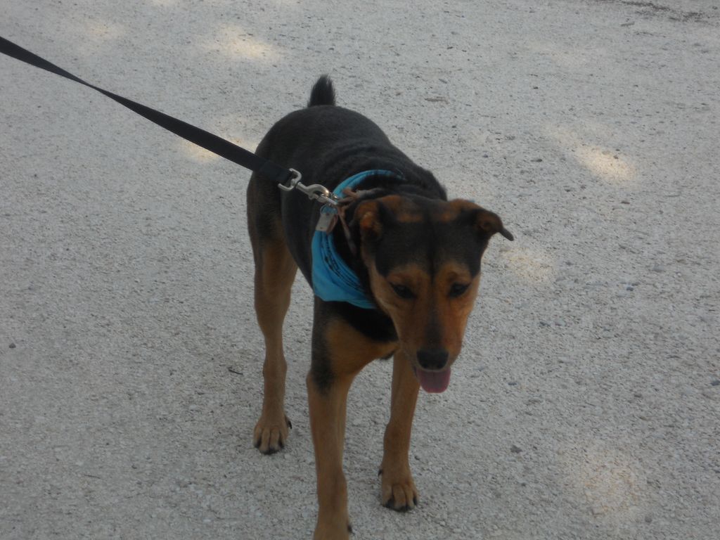 Willow, shepard rottie mix.  Rescued me.