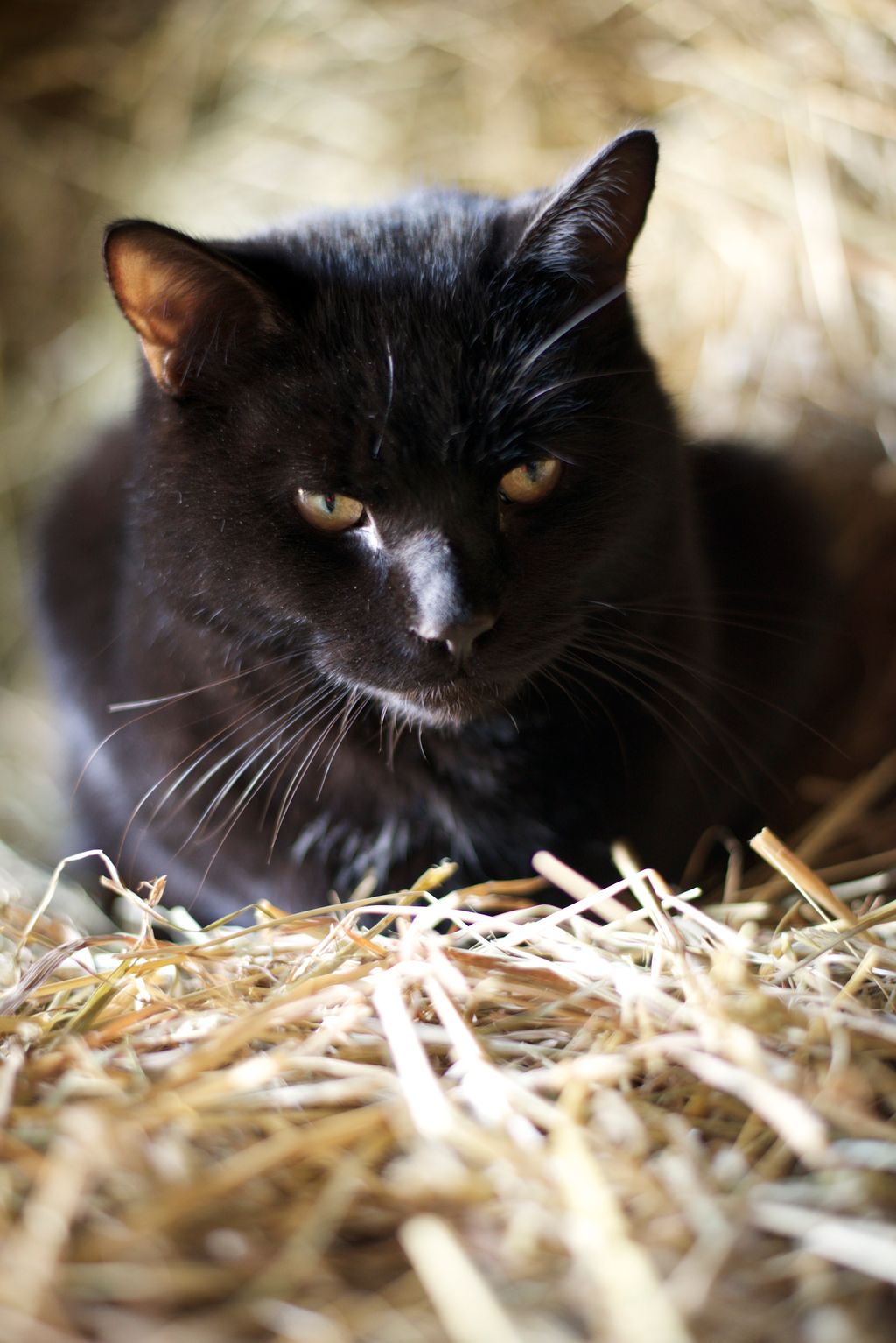 Pet Photography