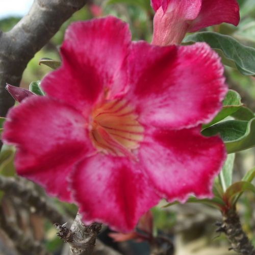 We have the largest selection of Adenium(Desert Ro