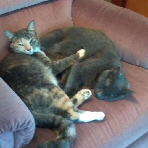Squirt and Smokey enjoying a nap together